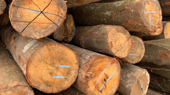 栲木椎木2欢迎光临888集团衣架厂严米衣架
